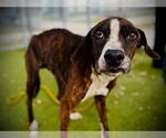 Small Greyhound Mix