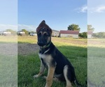 Puppy Scout German Shepherd Dog