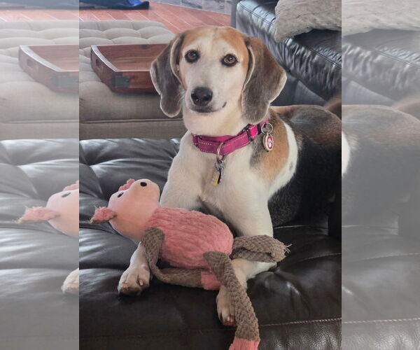 Medium Photo #32 Mutt Puppy For Sale in Oakhurst, NJ, USA