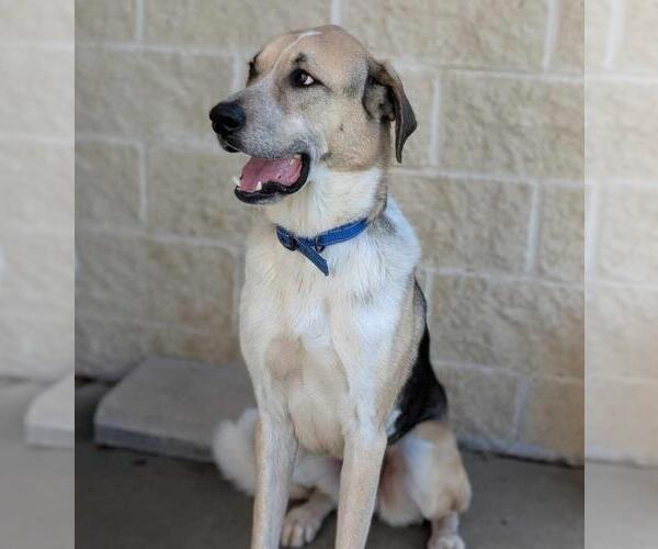Medium Photo #7 Coonhound-Great Pyrenees Mix Puppy For Sale in Rockwall, TX, USA