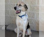 Small #6 Coonhound-Great Pyrenees Mix