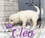 Small Photo #17 Goldendoodle Puppy For Sale in CEDAR GAP, MO, USA