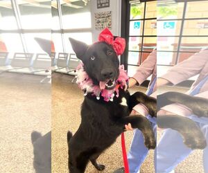 Kira - Female Mutt Dog for Adoption - Photo #17
