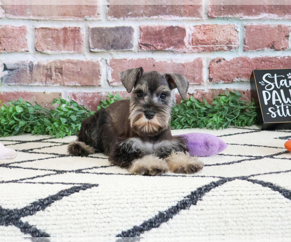 Medium Photo #5 Schnauzer (Miniature) Puppy For Sale in SYRACUSE, IN, USA