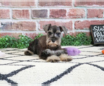 Small #4 Schnauzer (Miniature)