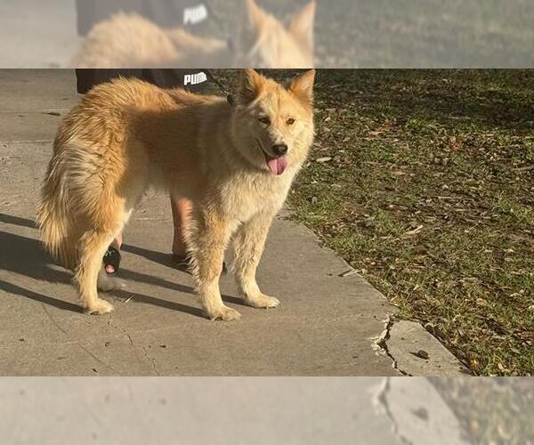 Medium Photo #1 Siberian Husky Puppy For Sale in San Antonio, TX, USA