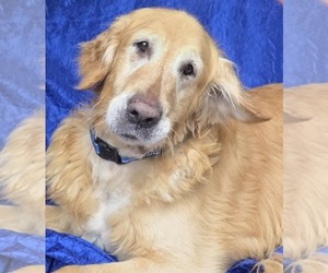 Golden Retriever Dogs for adoption in Cuba, NY, USA