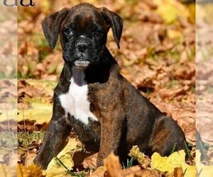 Boxer Puppy for sale in BERNVILLE, PA, USA