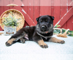 Small #2 German Shepherd Dog