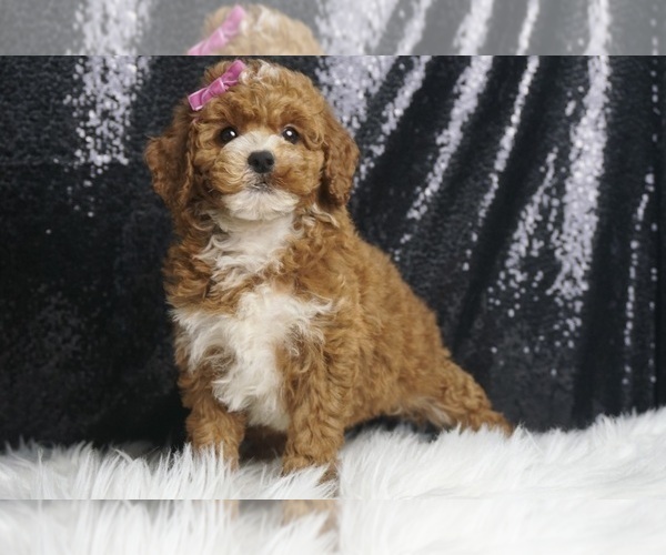Medium Photo #6 Poodle (Toy) Puppy For Sale in WARSAW, IN, USA