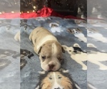 Small Photo #3 Boston Terrier Puppy For Sale in CORTEZ, CO, USA