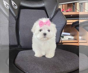 Maltese Litter for sale in SANTA CLARITA, CA, USA