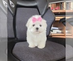 Image preview for Ad Listing. Nickname: Litter of 3
