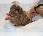 Small #12 ShihPoo