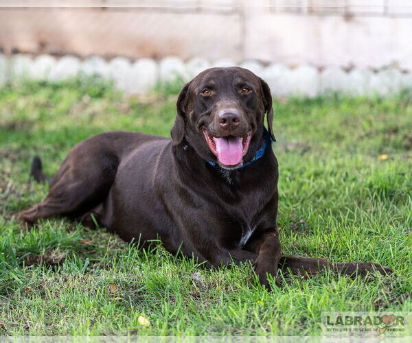 Medium Photo #1 Labrador Retriever Puppy For Sale in Clovis, CA, USA