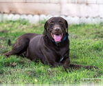 Small Labrador Retriever