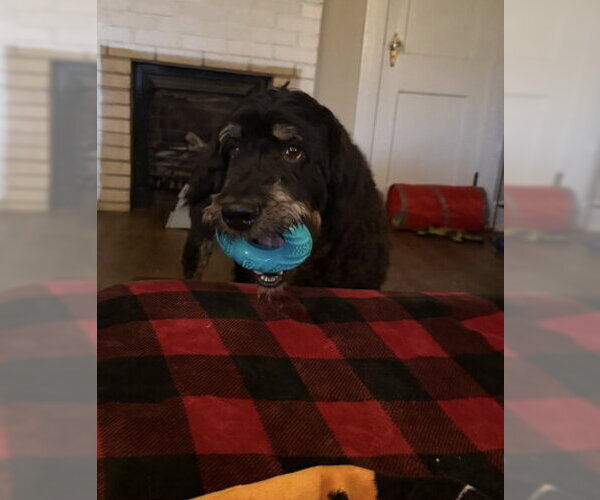 Medium Photo #3 Bernedoodle Puppy For Sale in Pacolet, SC, USA