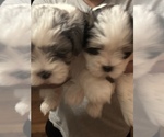 Small Photo #20 Morkie Puppy For Sale in CHICAGO, IL, USA