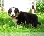 Small Photo #7 Australian Shepherd Puppy For Sale in MIFFLINBURG, PA, USA