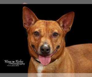 Rat Terrier-pomeranian spitz Mix Dogs for adoption in Anniston, AL, USA