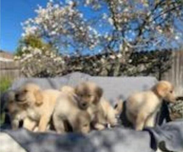 Medium Photo #35 Golden Retriever Puppy For Sale in CITRUS HEIGHTS, CA, USA