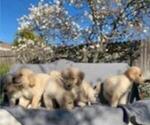Small Photo #35 Golden Retriever Puppy For Sale in CITRUS HEIGHTS, CA, USA