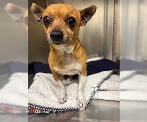 Medium Photo #3 Chihuahua-Unknown Mix Puppy For Sale in Incline Village, NV, USA