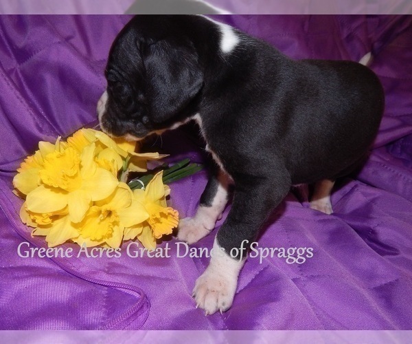 Medium Photo #20 Great Dane Puppy For Sale in SPRAGGS, PA, USA
