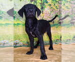 Small #2 Labrador Retriever Mix