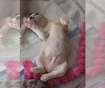 Small #5 French Bulldog