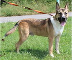 Small #1 Labrador Retriever Mix
