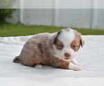 Small #7 Miniature Australian Shepherd