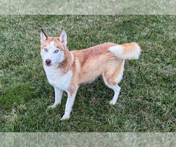 Medium Photo #1 Siberian Husky Puppy For Sale in SHREVE, OH, USA