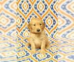 Small Photo #7 Golden Retriever Puppy For Sale in HAVILAND, OH, USA