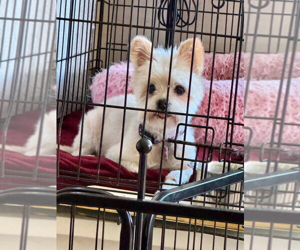 Medium Photo #2 Maltipom Puppy For Sale in Salt Lake City, UT, USA