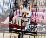 Small #1 Maltipom