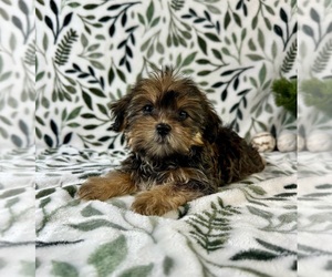 Shorkie Tzu Puppy for sale in GREENFIELD, IN, USA