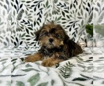 Image preview for Ad Listing. Nickname: Sugar