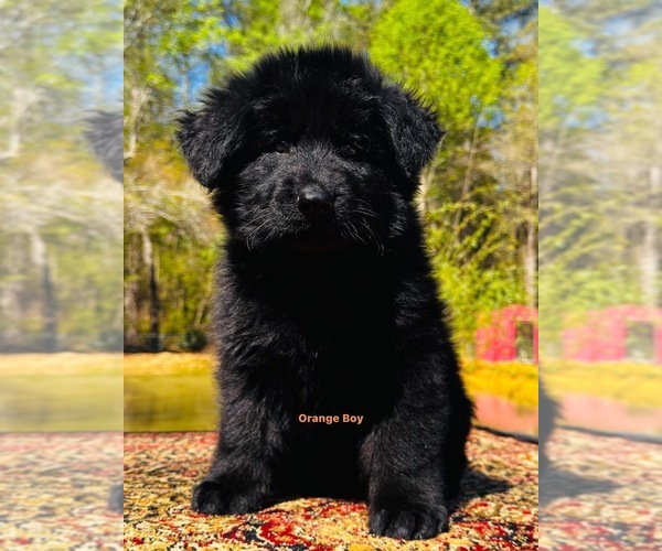 Medium Photo #1 German Shepherd Dog Puppy For Sale in GADSDEN, AL, USA