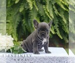 Small #2 French Bulldog