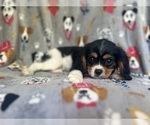 Small #3 Cavalier King Charles Spaniel