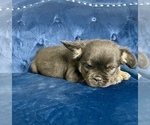 Small #30 French Bulldog