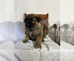 Puppy King German Shepherd Dog
