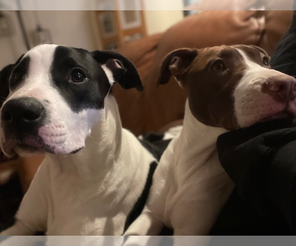 Medium Photo #12 American Staffordshire Terrier-Collie Mix Puppy For Sale in Caribou, ME, USA
