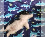 Puppy Snoopy Shorkie Tzu-Zuchon Mix