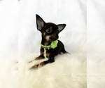 Small #7 Chihuahua