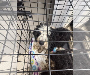 Charles - Male Bernese Mountain Dog-Poodle (Miniature) Mix Dog for Adoption - Photo #4