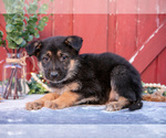 Small Photo #22 German Shepherd Dog Puppy For Sale in GREENWICH, OH, USA