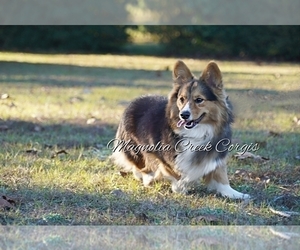 Father of the Pembroke Welsh Corgi puppies born on 03/04/2023