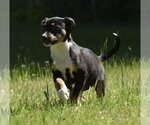 Small #1 Shepweiller